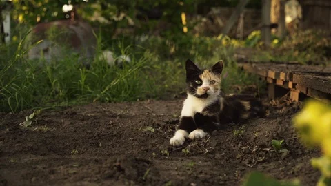 Cute multicolor kitten lies on the ground in the garden Stock Footage 115659754