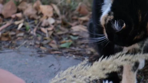 Cute multicolored cat sitting at ground. Fluffy pet looks displeased. Stock Footage 120452054