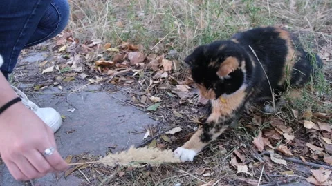 Cute multicolored cat sitting at ground. Fluffy pet looks displeased. Video stock 123655672