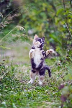 Cute multicolored kitty standing on back legs on high green grass 스톡 사진