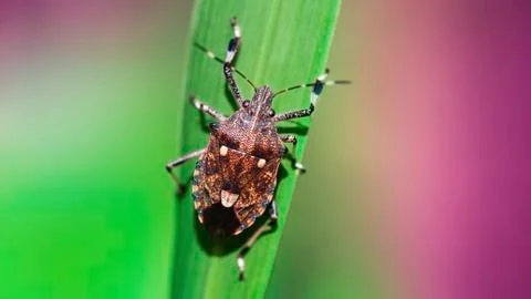 Cute multicolored shield bug climbing on a green leaf, insect macro photography Stock Photos