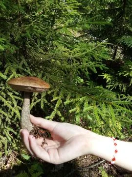 Cute mushroom in hands Foto stock