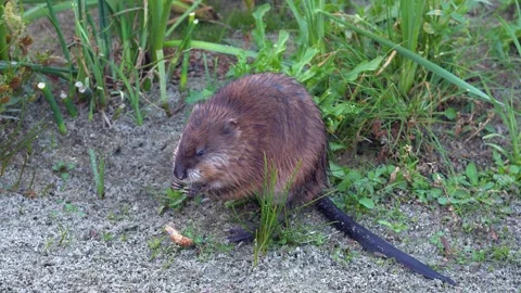 Cute muskrat uses front paws to eat green plants in marsh, close-up Stock Footage 318166586