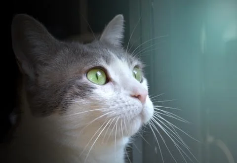 A cute muzzle of white tender cat in light Stock Photos