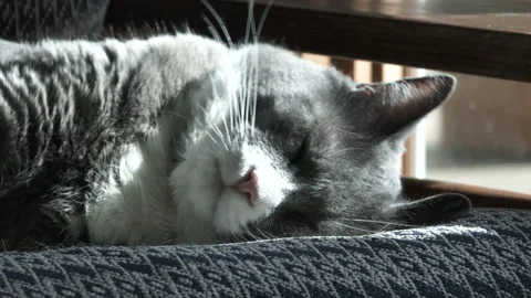 Cute Napping Cat Close Up Stock Footage 189415453
