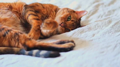 Cute napping cat resting on bed. Stock Footage 282873698