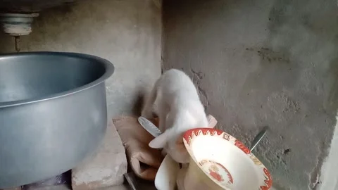 Cute Naughty Kitten Making Playful Movements in Kitchen Stock Footage 347109343
