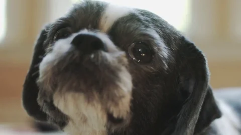 Cute Nervous Dog Slow Motion Stock Footage