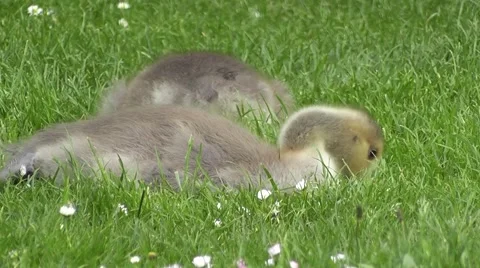 Cute New born Spring Ducklings Grazing in Spring Wildflower Meadow Stock-Footage 48847003
