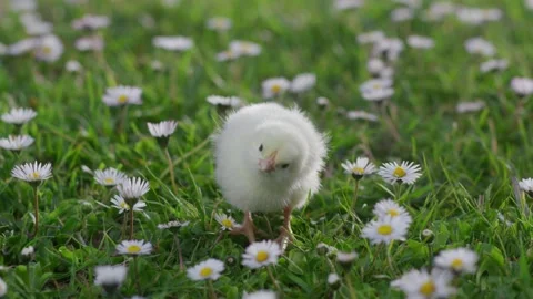 Cute newborn chick on green grass among blooming wildflowers Stock Footage 179496643