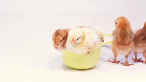 Cute newborn chicks rolling in yellow bowl on white background Stock Footage 314709833