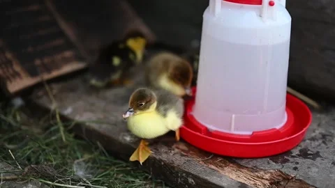Cute newborn ducklings drinking water Stock Footage 133553670