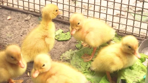 Cute newborn ducks close up Stock Footage 155594773