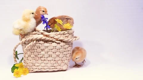 Cute newborn fluffy chicks on white background with wicker basket and primroses Stock Footage 314709840