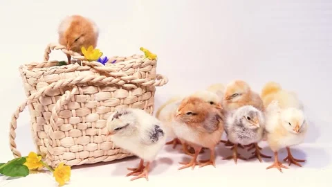 Cute newborn fluffy chicks on white background with wicker basket and primroses Stock Footage 314709869