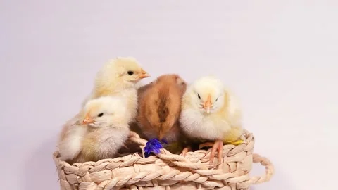 Cute newborn fluffy chicks on white background with wicker basket and primroses Stock Footage 314709880