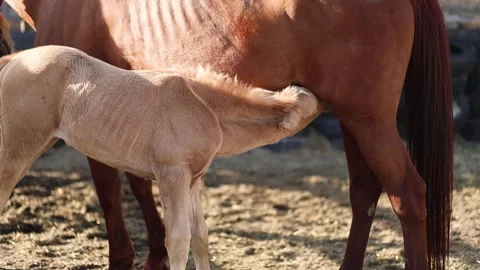 A cute newborn foal drinks its mother's milk Stock Footage 335684161