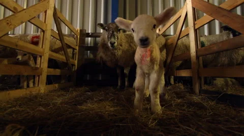 Cute Newborn Lamb and its Mother in a Pen Vídeo Stock 43602364