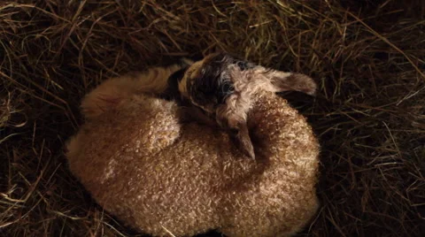 Cute Newborn Lamb Asleep on some Hay 動画素材 43604372
