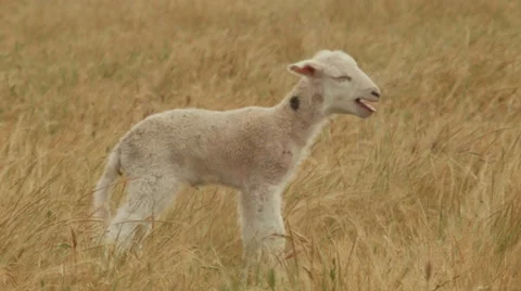 Cute Newborn Lamb Bleating Stock Video Pond5