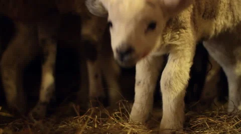 Cute Newborn Lamb in a Pen Vídeo Stock 43603125
