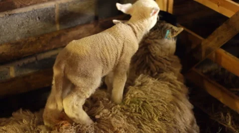 Cute Newborn Lamb Plays on the Back of its Mother. 動画素材 43604507
