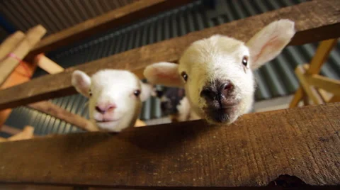 Cute Newborn Lambs in a Pen Vídeo Stock 43602648