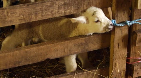 Cute Newborn Lambs Try to Escape Pen Vídeo Stock 43602986
