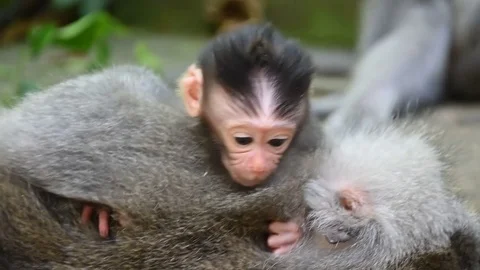 Cute newborn monkey Stock Footage 81691000