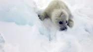 Cute Newborn Seal Pup On Ice Looking At The Camera Stock Footage