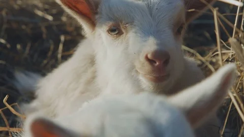 Cute newborn white goats Stock Footage 74087009