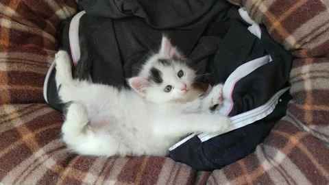 Cute newborn white kitten sitting in a basket Stock Footage 149934318