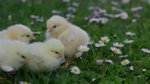 Cute newborn yellow chicks are walking on green grass among blooming daisies Stock Footage 179510190