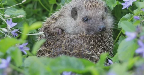 Cute northern white-breasted hedgehog (Erinaceus roumanicus) uncurling slowly Stock Footage 304090341