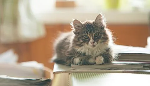 Cute norwegian forest caton a stack of magazines looking at you.. Stock Photos