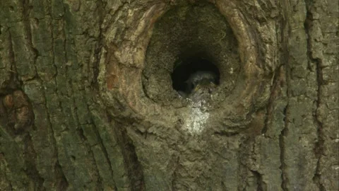 Cute nuthatch chicks peeking out of nest hole close up Stock Footage 326425624