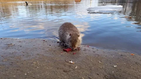 Cute nutria rubs its muzzle with its paws in a funny way. Stock-Footage 332606765