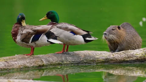 Cute nutria sitting with ducks on a log in the lake Stock Footage 313994713