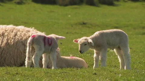 Cute nuzzling LAMBS 2 Stock Footage 2861550