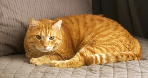 Cute Obese Cat Stock Footage 332507393