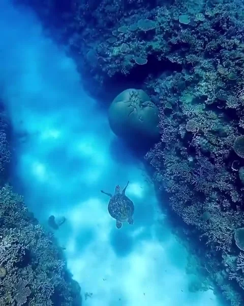 Cute Ocean Explorer Vídeo Stock 274447046