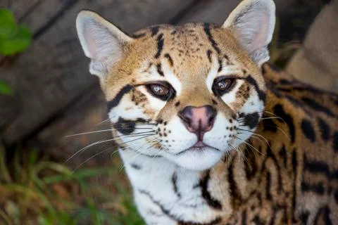 Cute ocelot close up Stock Photos
