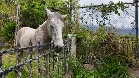 Cute old grey horse sleeping green country pasture place, tropical mountain Stock Footage 299970689