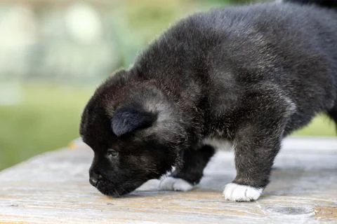 Cute one month old american akita puppy Foto stock