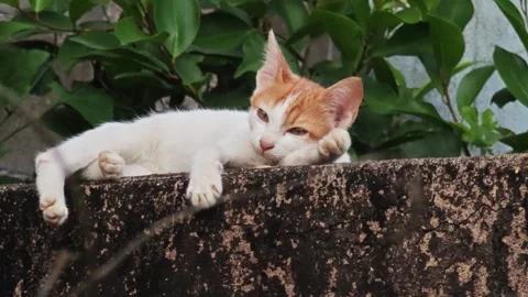 Cute orange and white kitten resting chin on paw. Stock Footage 341259521