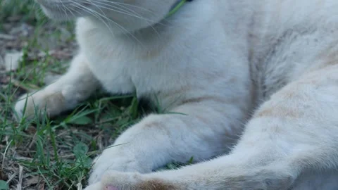 Cute orange and white tabby cat in park Stock Footage 328629435