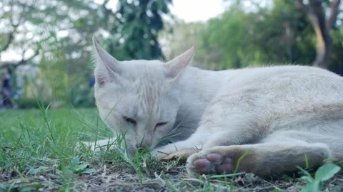 Cute orange and white tabby cat in park Stock Footage 328629460