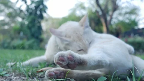 Cute orange and white tabby cat in park Stock Footage 329227380