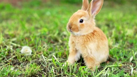 Cute orange bunny rabbit munching grass in the garden. Stock Footage 130970882