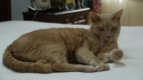 Cute Orange Cat on Bed 스톡 동영상 39387301